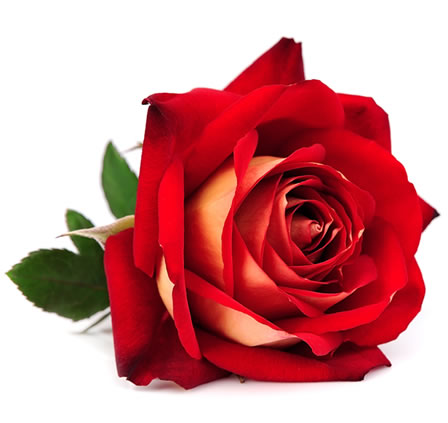 Eine Rose für dich. Elfi Zöchbauer 